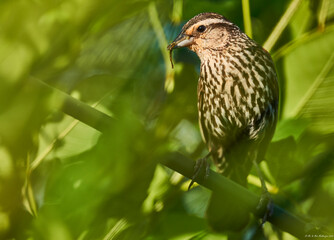 red-backed shrike