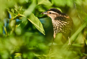 bird on a branch