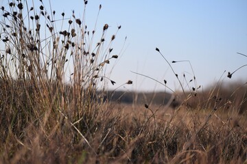reeds in the wind
