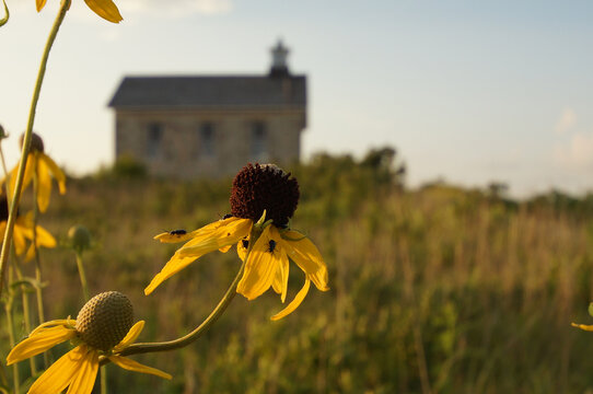 Prairie Sunset With Yellow Flowers In The Field. An Old Stone School House Stands On A Hill In The Background.