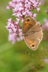 Großes Ochsenauge, Maniola jurtina
