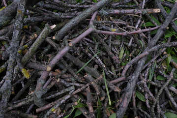 background of tree branches