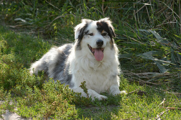 Cute Australian Shepherd