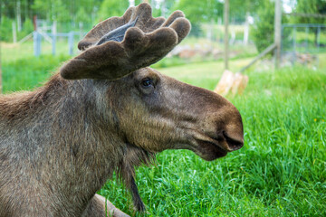 Moose bull with bast skin on the horns