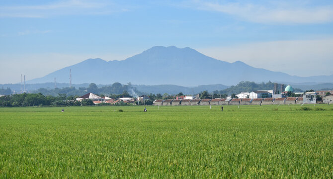 Mountain Ungaran, View of the mountain - rice fields with a mountain background