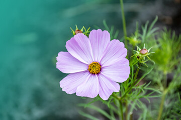 Summer flowers bright pink cosmos flower - in Latin Cosmos Bipinnatus