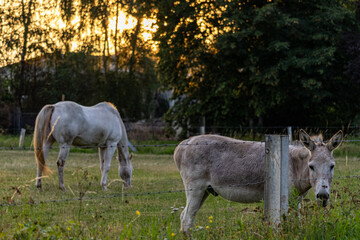 Obraz na płótnie Canvas donkey in the field with horse in the background