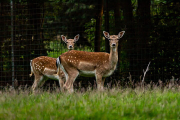 two deer looking right in the camera