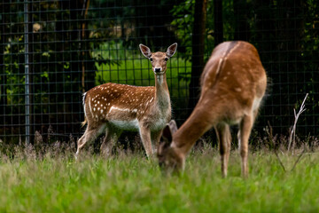 deer looking in the camera