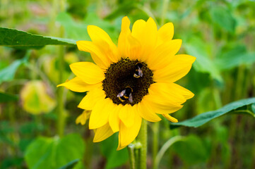 beautiful sunflower and bee on a summer field
