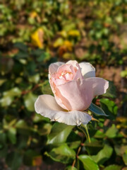 A beautiful pink rose in the park.