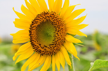 Obraz premium The sunflowers have become perfect for viewing