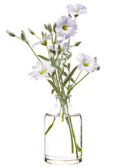 Cerastium tomentosum  (snow-in-Summer)  in a glass vessel on a white background