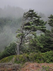 Wind blown tree at Cape Perpetua, OR on a foggy day.
