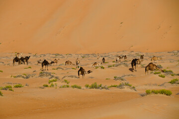 Fototapeta na wymiar Camels in Liwa sand dunes, Abu Dhabi, United Arab Emirates