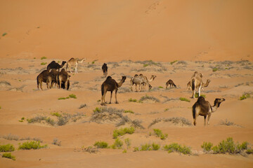 Camels in Liwa sand dunes, Abu Dhabi, United Arab Emirates