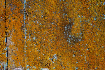 Outdoor canvas covered with rust colored lichen looks like rust on metal