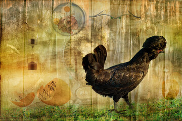 The Chicken And The Egg - An art piece created from photo imagery