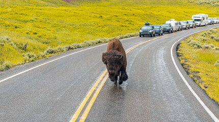 Panorama of a traffic jam in Yellowstone national park due to an American Bison (Bison bison) on the road, Wyoming, United States of America (USA). © SL-Photography