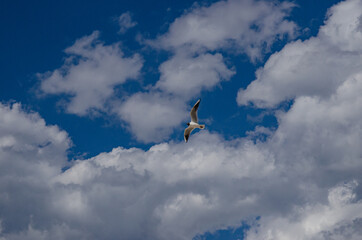 
seagull in the sky