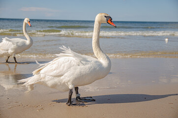 
swan on the beach by the sea