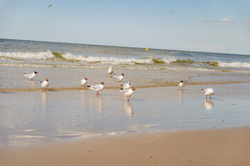 
seagulls on the beach in the sea