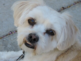 close up of a fluffy dog
