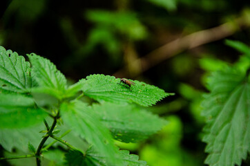 
fly on a green leaf