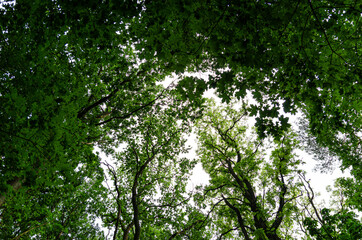 
Green tree