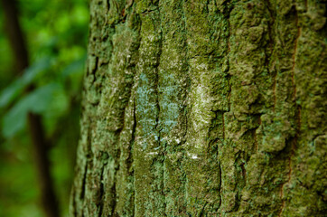 
tourist path sign on a tree