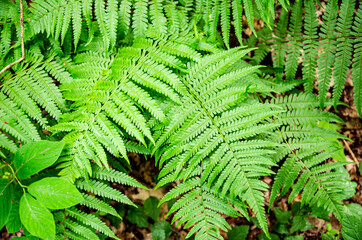 
green fern