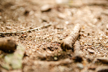 
anthill