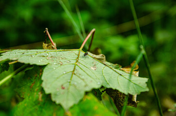 
mosquito on a leaf