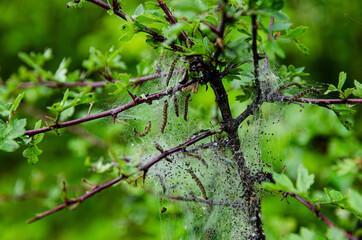 
worms with a net on a tree branch