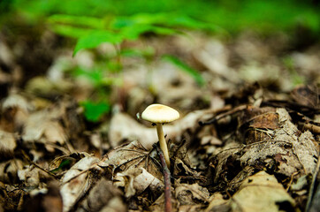 
white mushroom