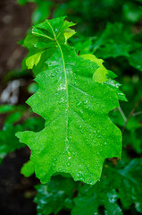 
moist green leaf