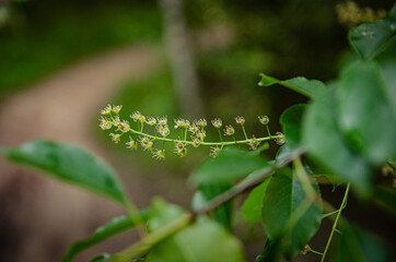 
small unripe flowers