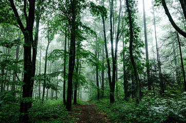 Obraz premium green forest with fog