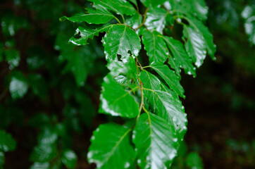
green leaves in the forest