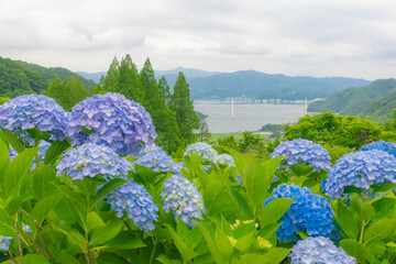 紫陽花　アジサイ