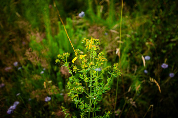
wide angle with flowers