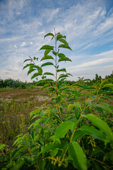 
green tree