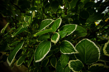 
green and white leaves