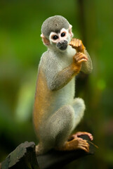 Little monkey in the tree.