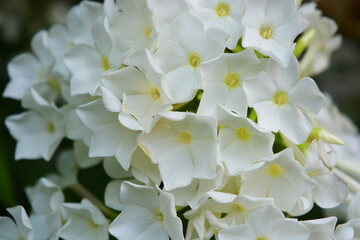 Fototapeta na wymiar White bright and colorful street flowers, white phlox that grows in the garden.