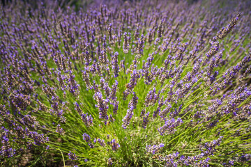 Obraz premium Lavender flowers in bloom close up on summer sunny day in California