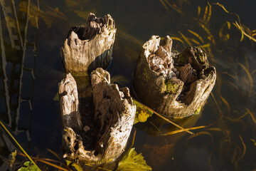Rotten wooden piles sticking out of the water