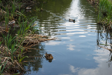 Young wild duck on the river