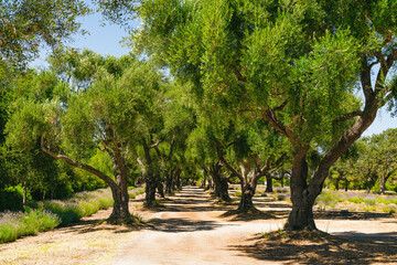 Oak trees alley, sunny summer day in California
