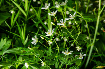 SMALL WHITE FLOWERS GROWING IN THE TALL GRASS IN THE PARK